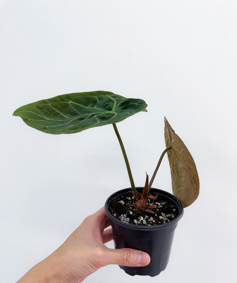 Anthurium Michelle X Hoffmanii "4