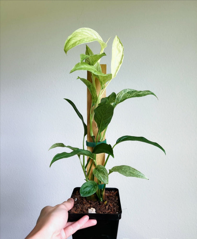 Monstera Laniata Mint "4