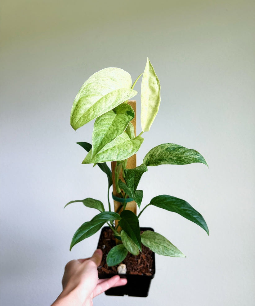 Monstera Laniata Mint "4