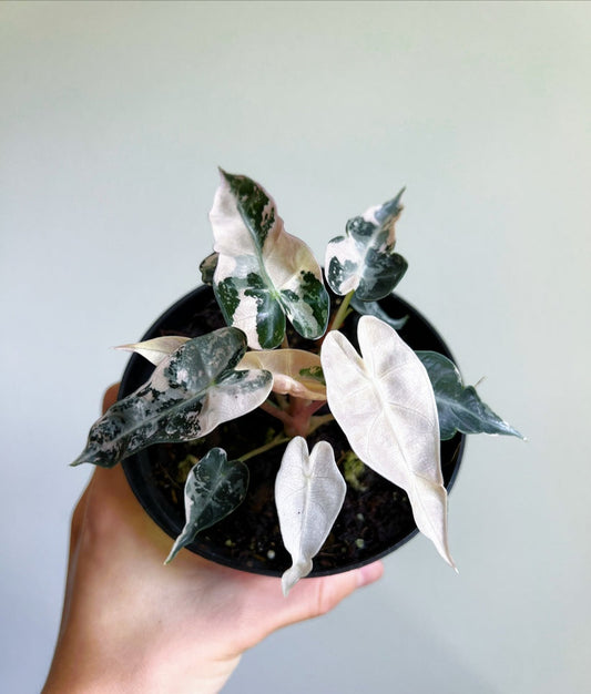 Alocasia Bambino Pink Variegada"4