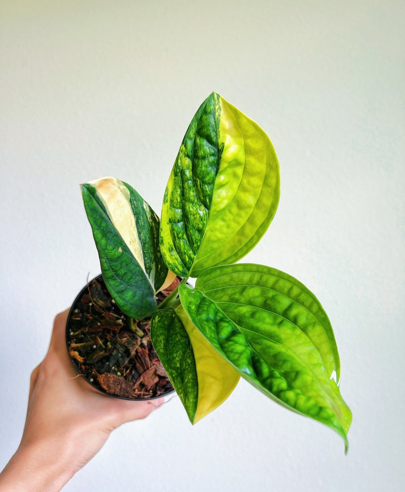 Monstera Peru Variegada "4