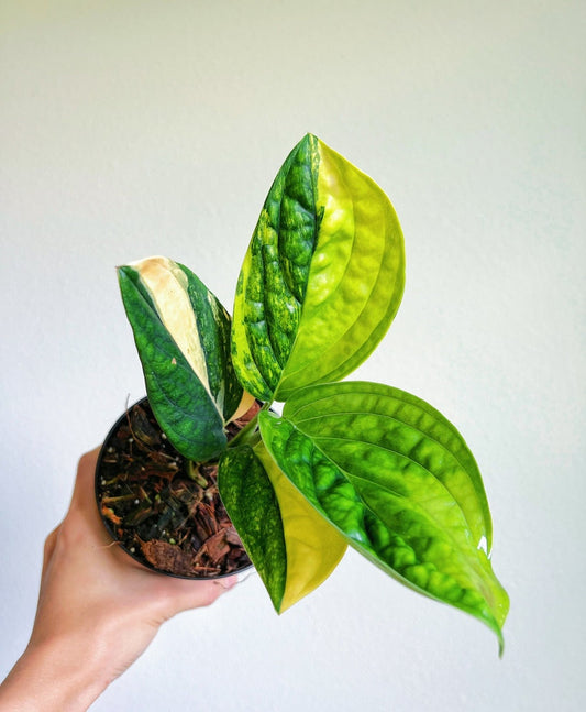 Monstera Peru Variegada "4