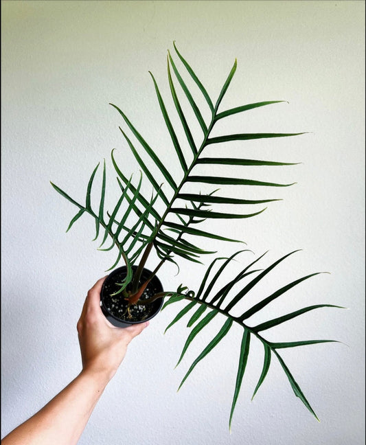 Philodendron Tortum "4