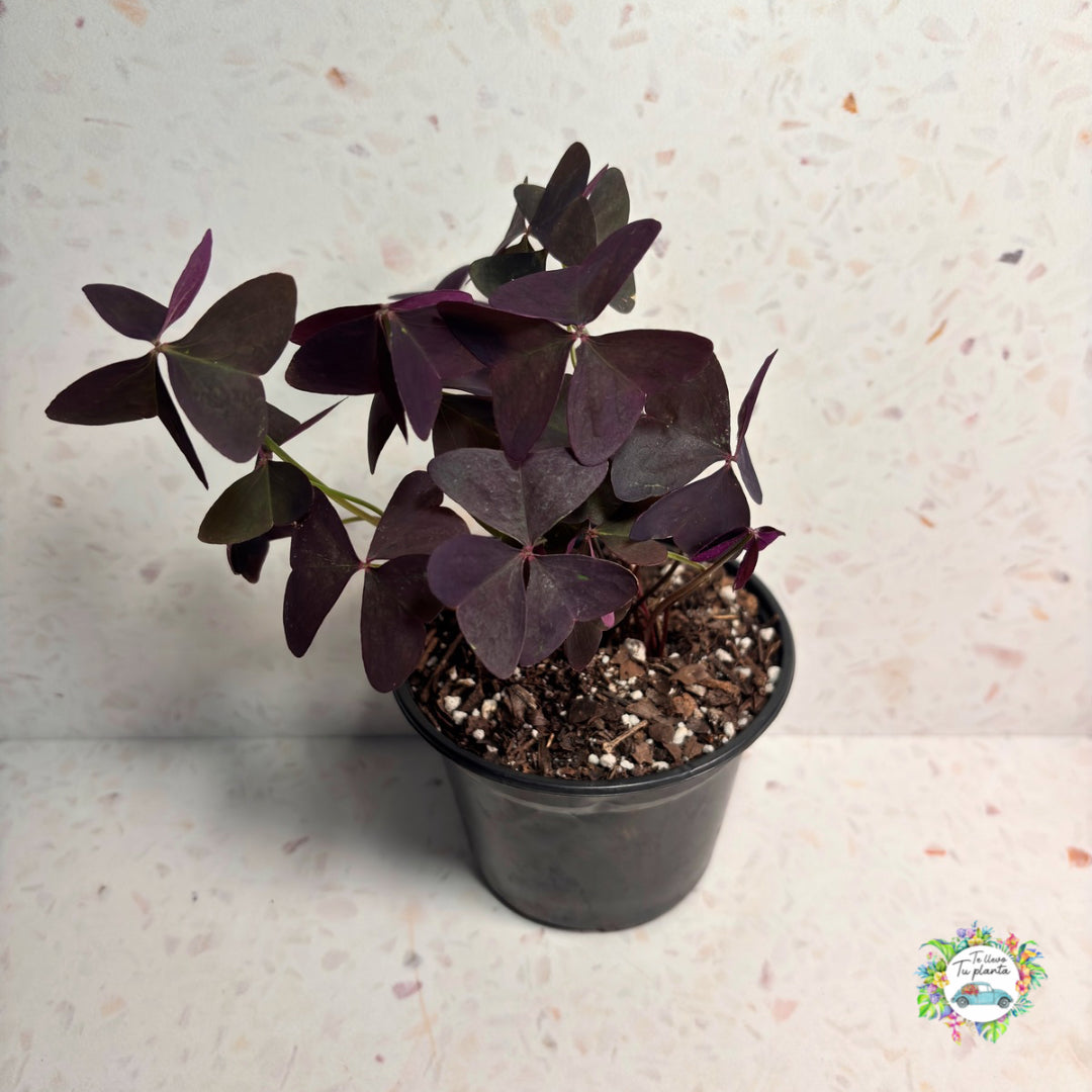 Oxalis Ebony Allure “6
