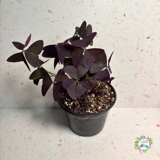 Oxalis Ebony Allure “6