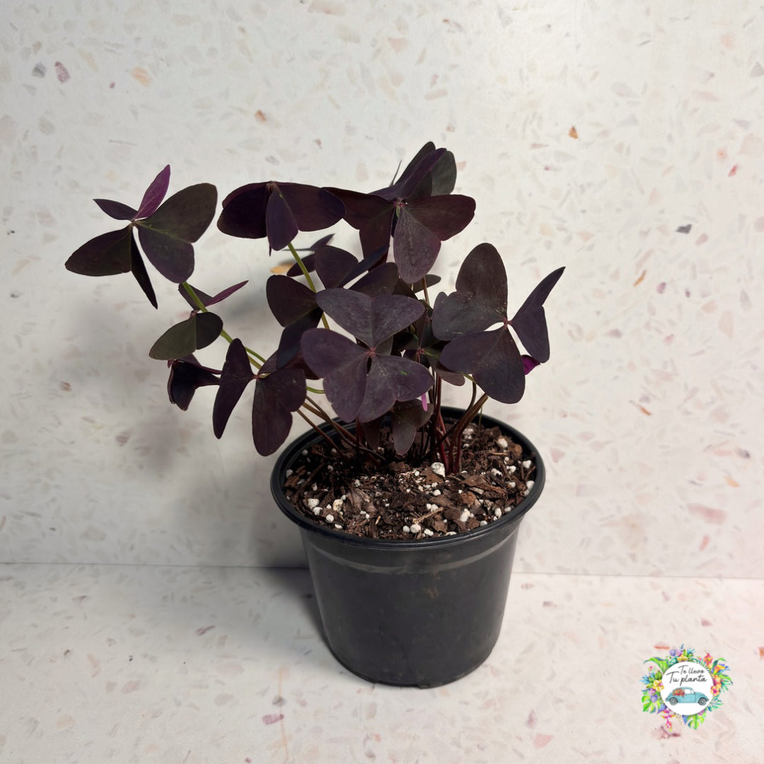 Oxalis Ebony Allure “6
