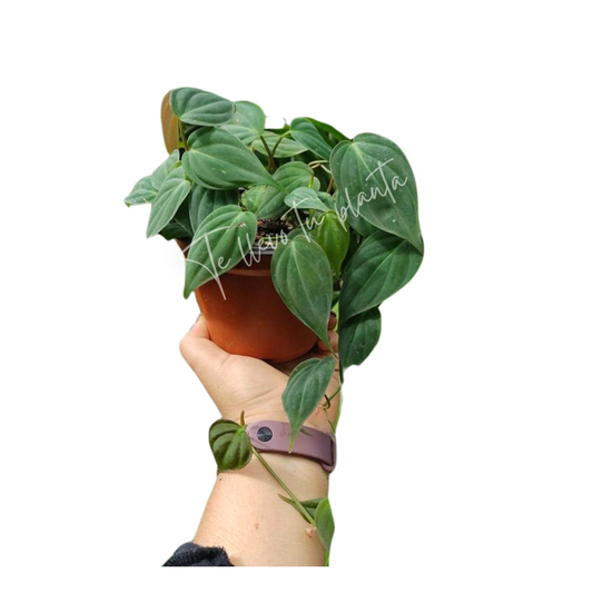 Philodendron Micans (rojo) “5