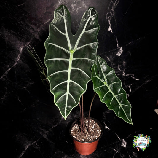 Alocasia Amazónica  “6