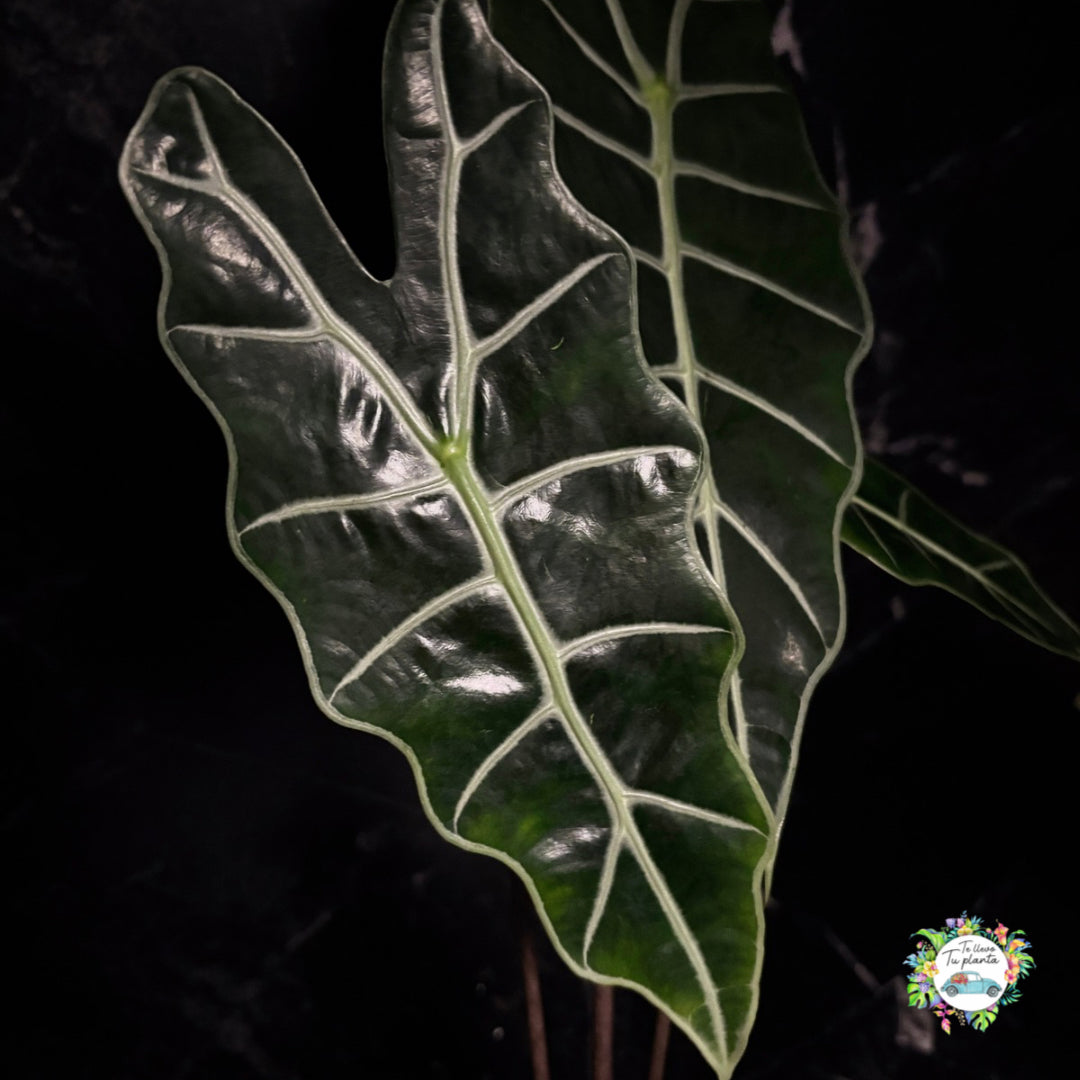 Alocasia Amazónica  “6