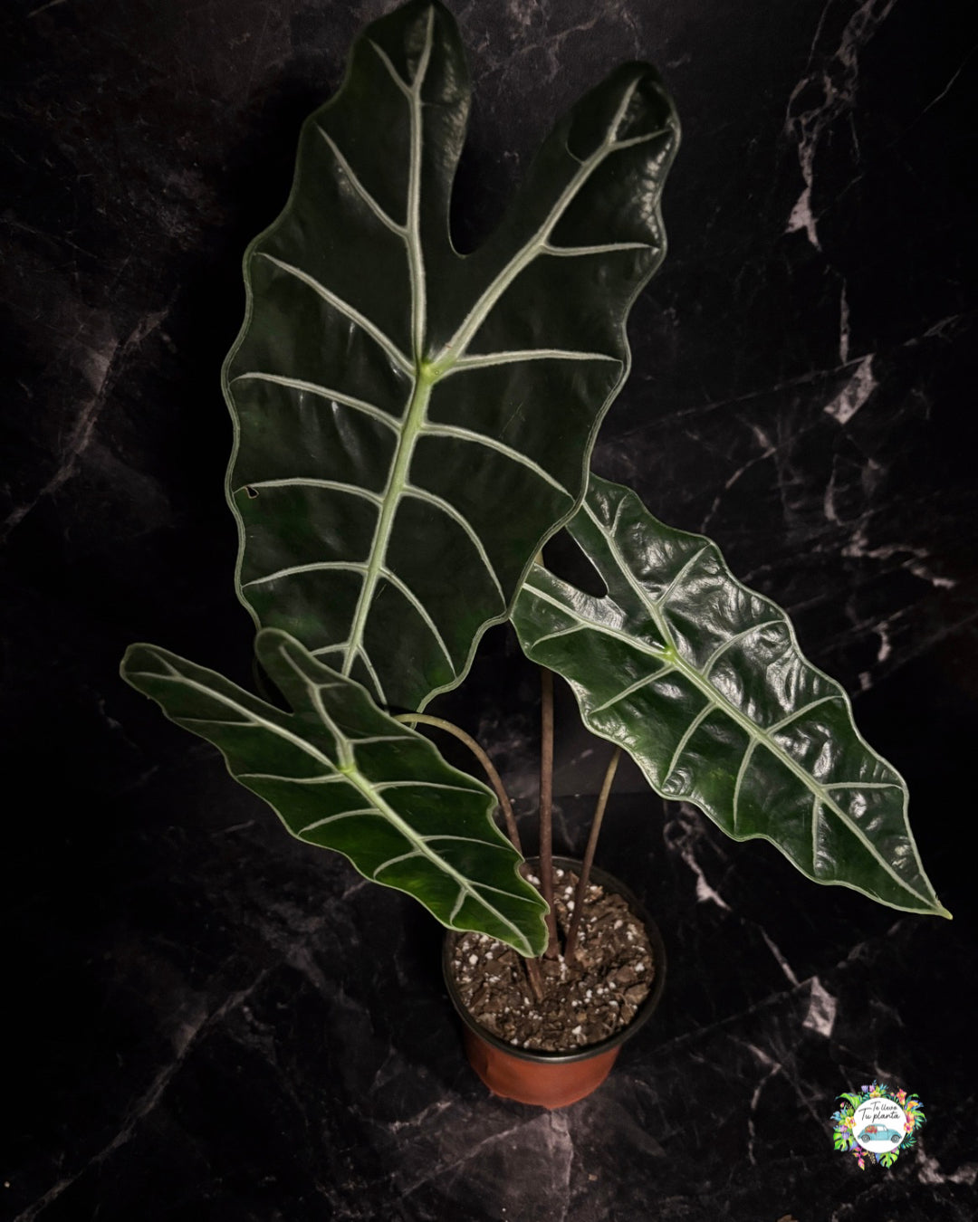 Alocasia Amazónica  “6