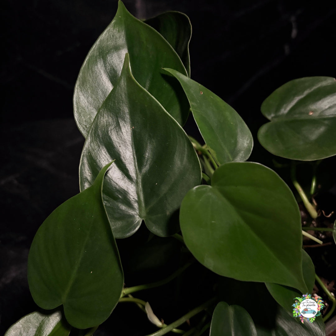 Philodendron Cordatum (hederaceum) “5