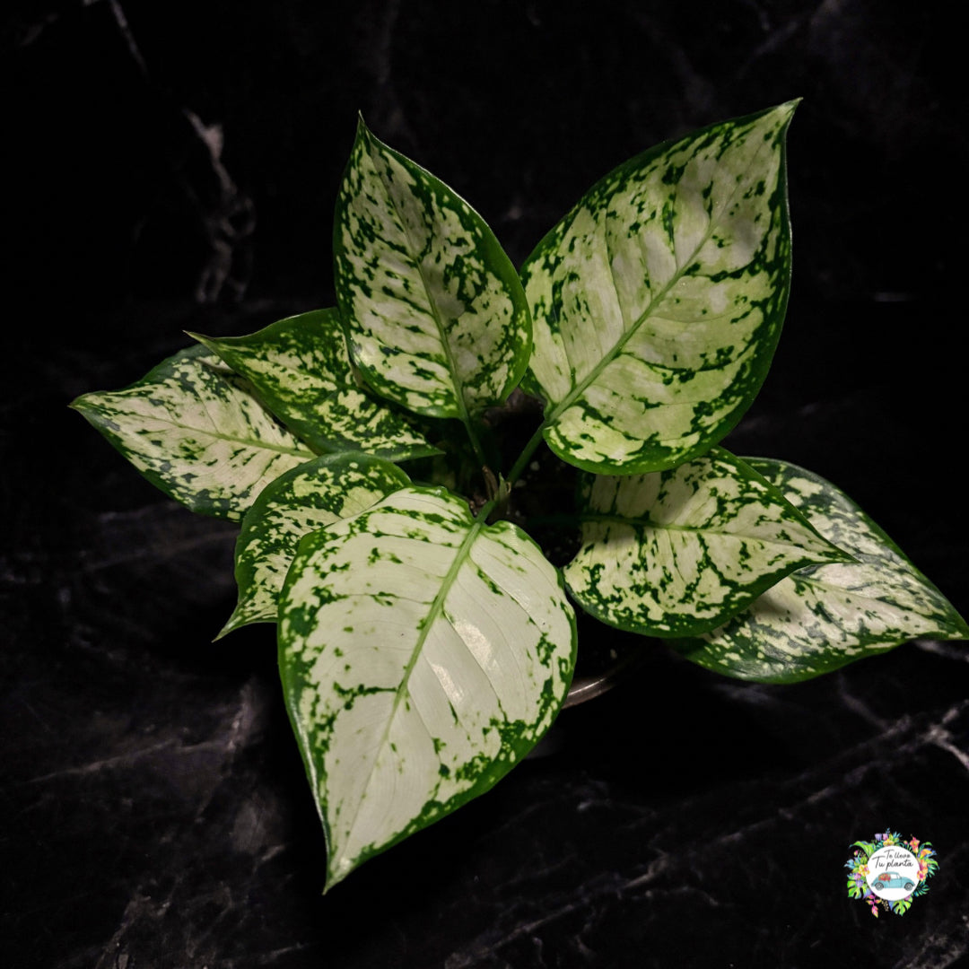 Aglaonema Super White "5