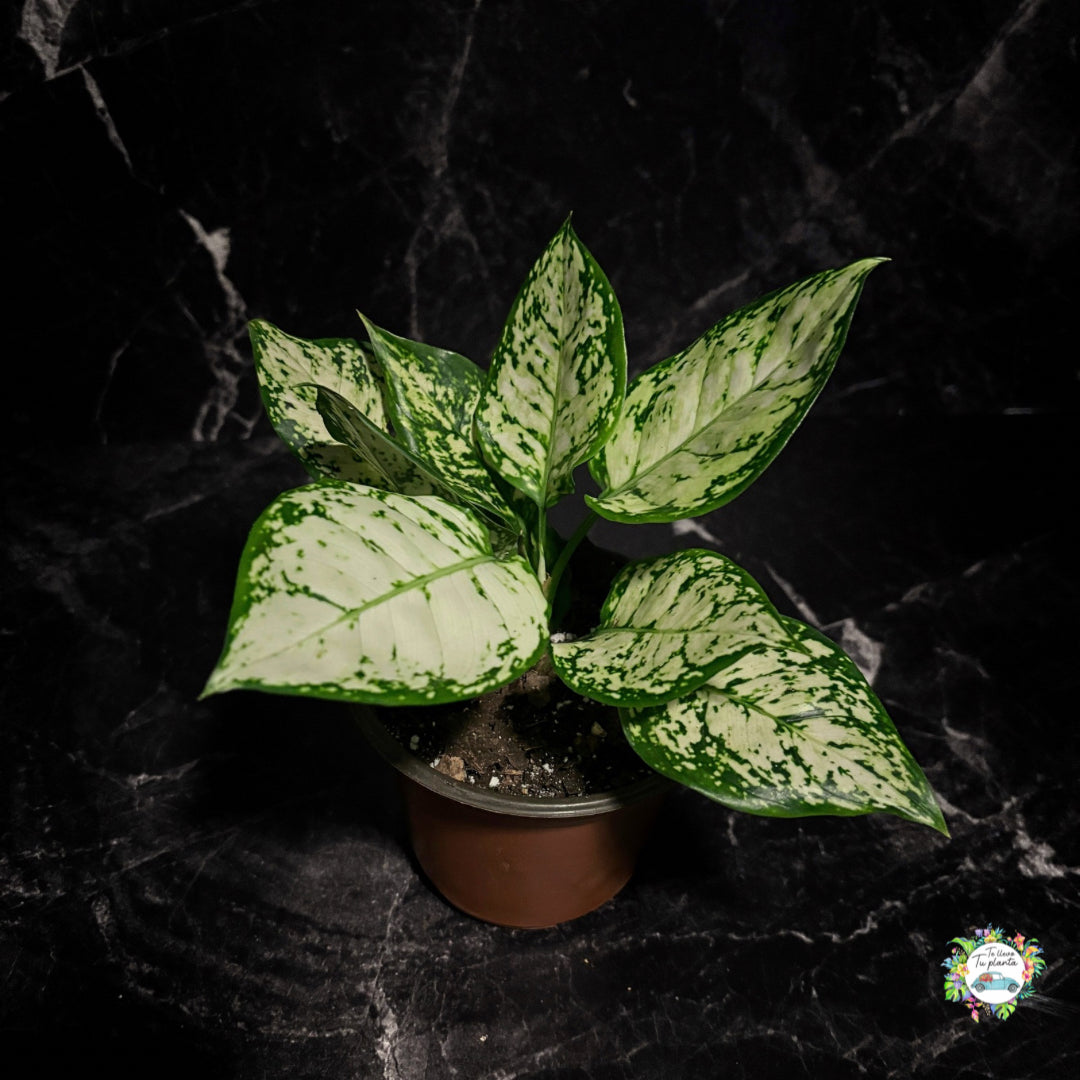 Aglaonema Super White "5