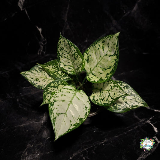 Aglaonema Super White "5