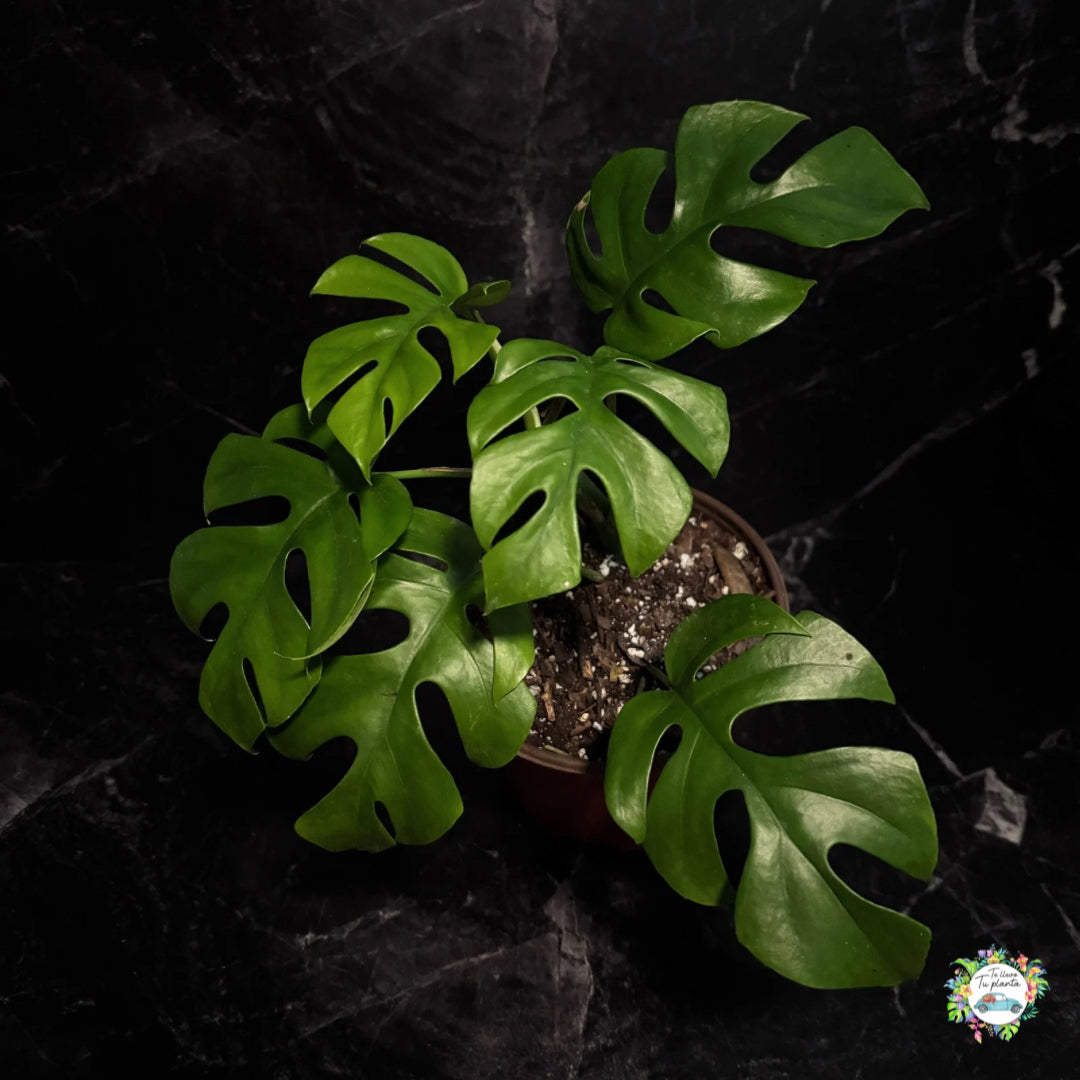 Raphidophora Tetrasperma “5