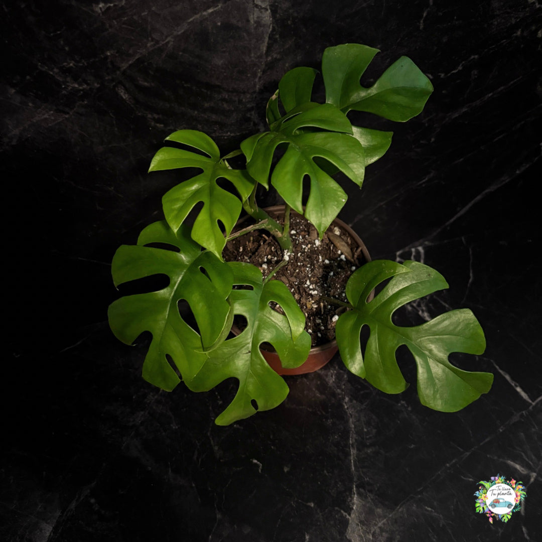 Raphidophora Tetrasperma “5