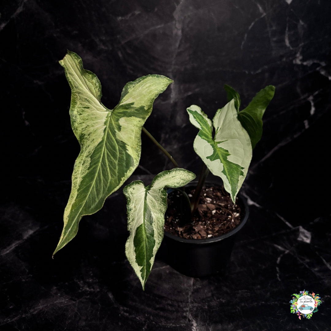 Syngonium Three Kings “4