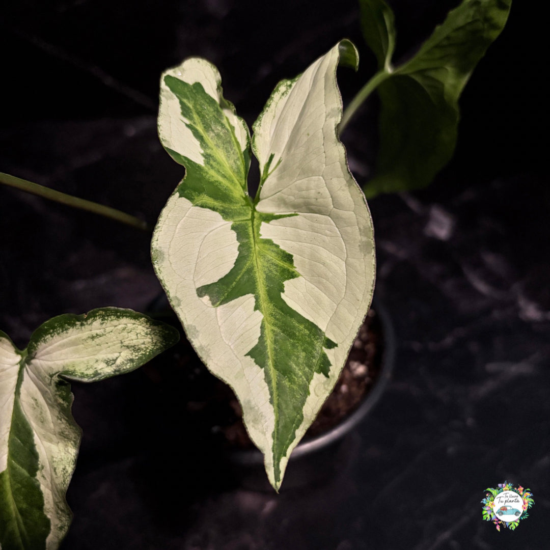 Syngonium Three Kings “4