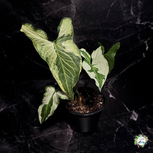 Syngonium Three Kings “4