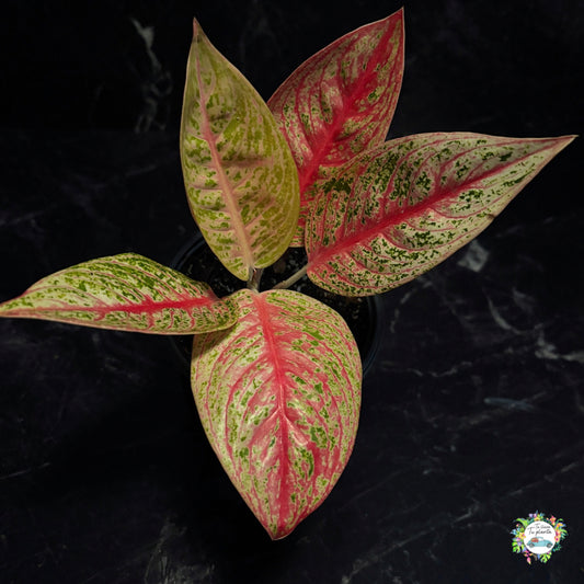 Aglaonema Red Legacy “5