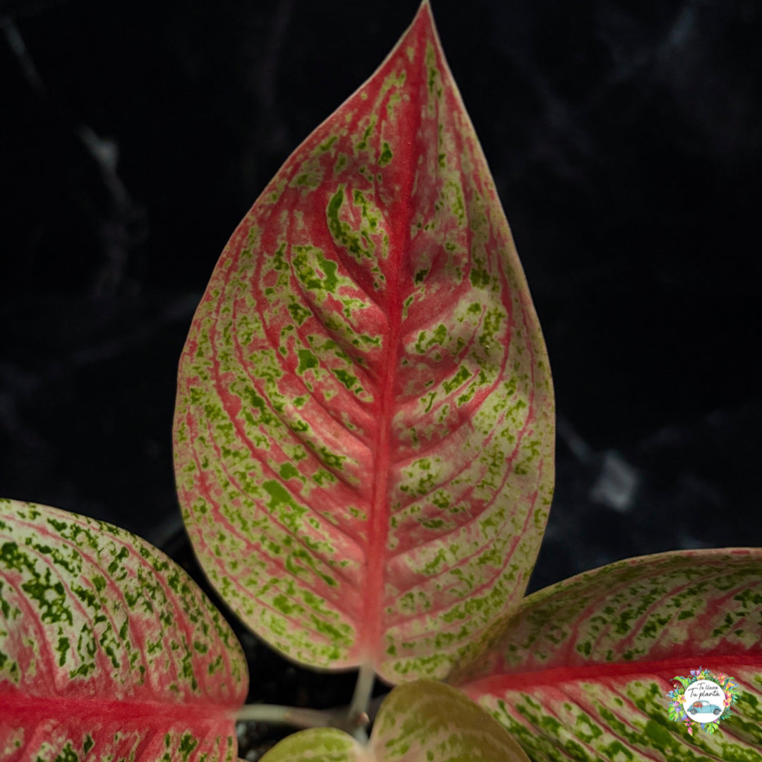 Aglaonema Red Legacy “5