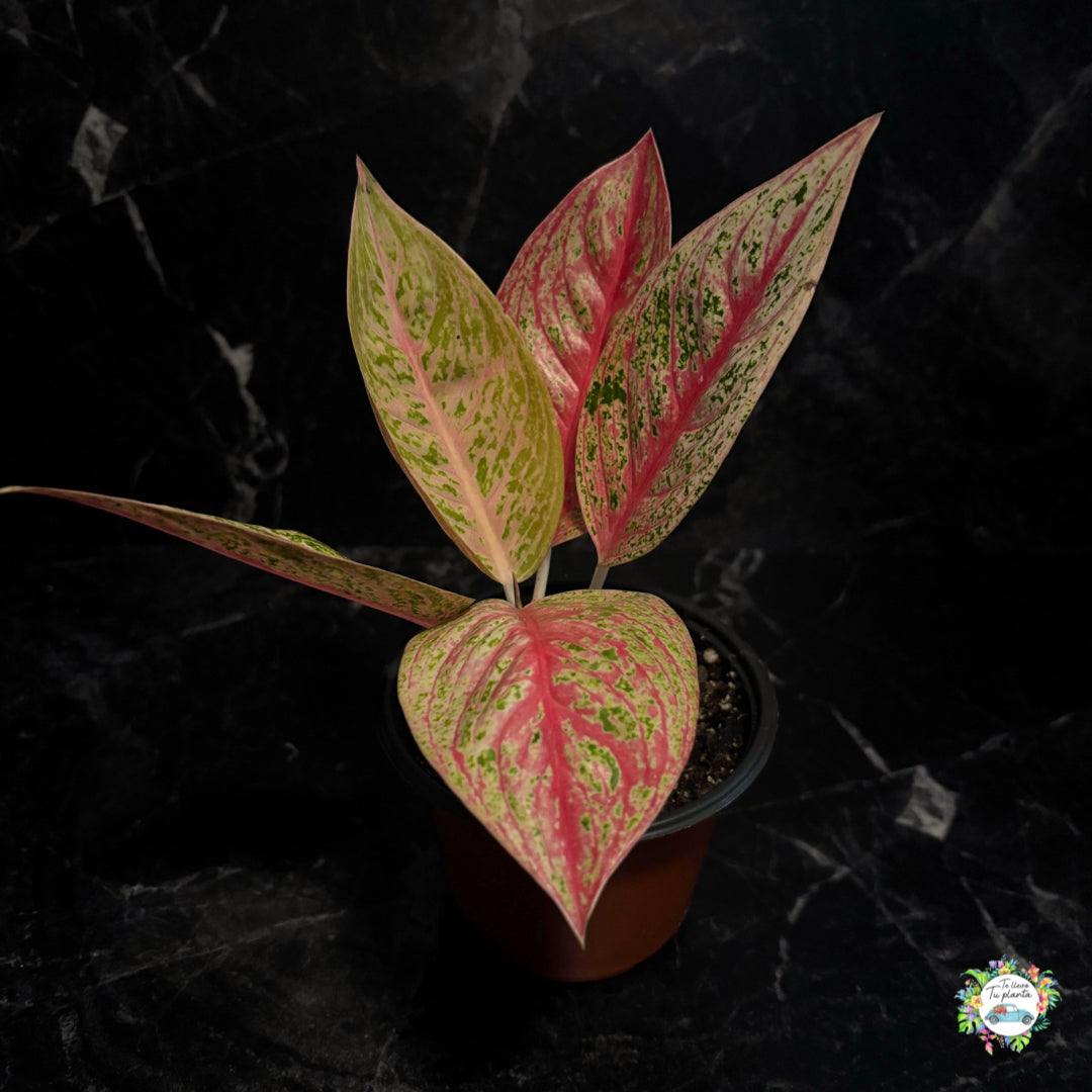 Aglaonema Red Legacy “5