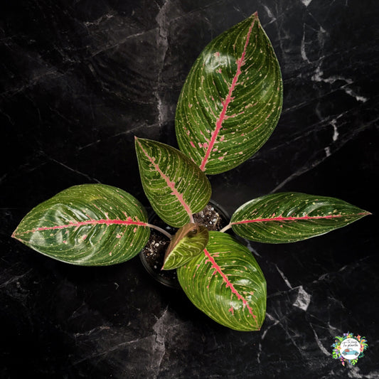 Aglaonema Legacy Green "4