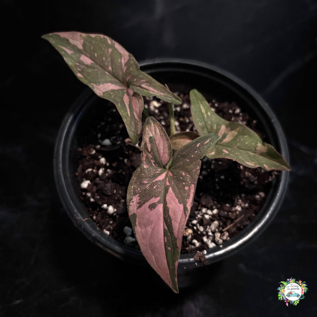 Syngonium Pink Splash "4