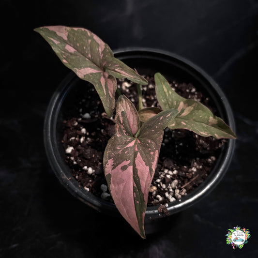 Syngonium Pink Splash "4