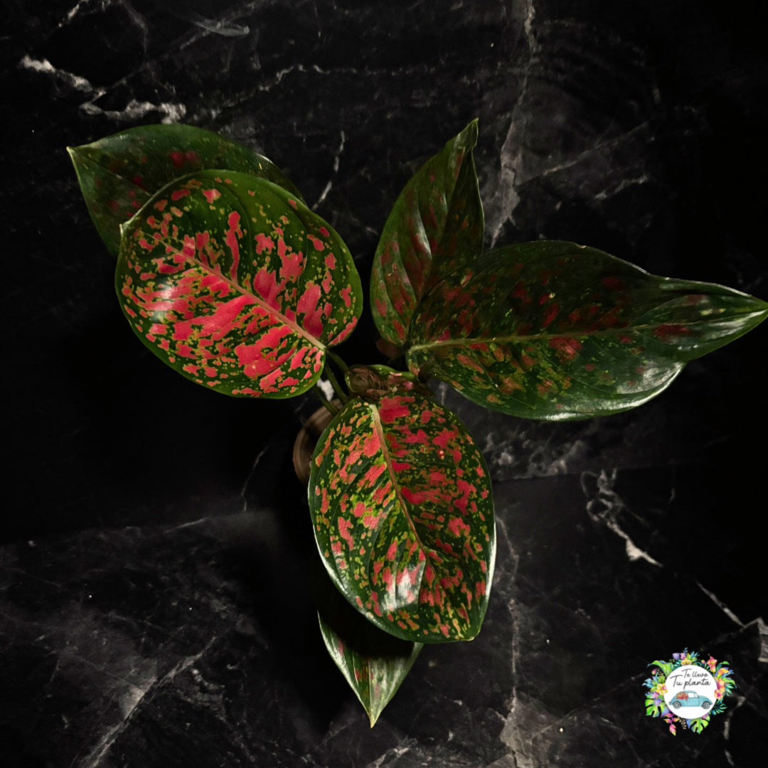 Aglaonema Lady Valentine "4