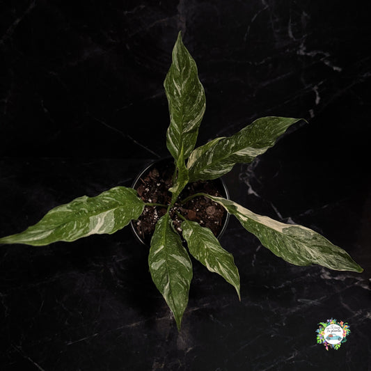 Spathiphyllum Variegado (Cuna de Moisés) “6