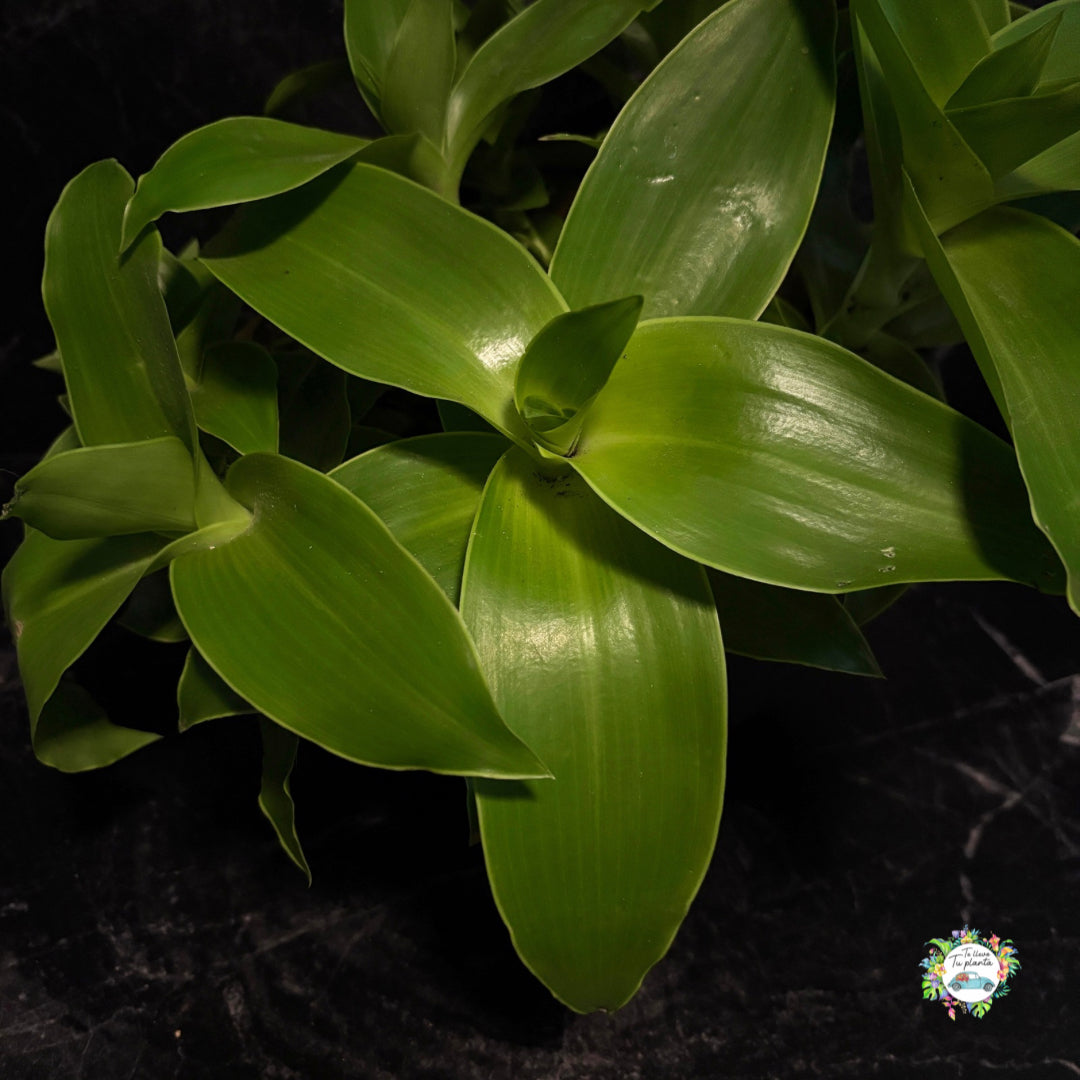 Callisia Fragans “10