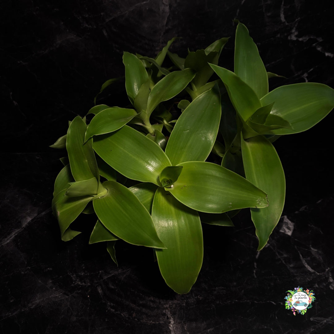 Callisia Fragans “10