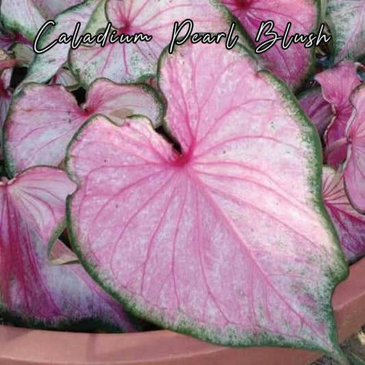Caladium Pearl Blush