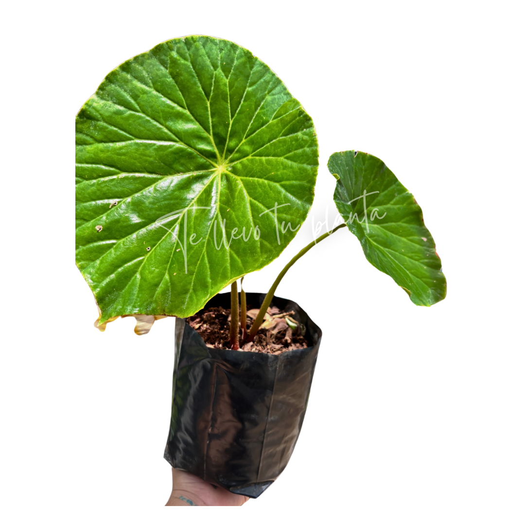 Begonia Nelumbiifolia “ 7