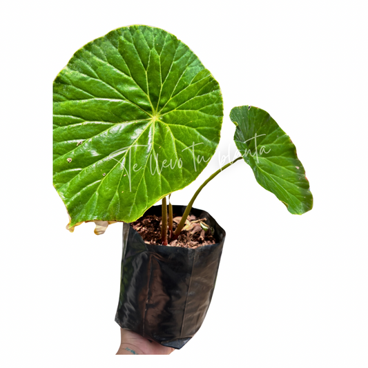Begonia Nelumbiifolia “ 7