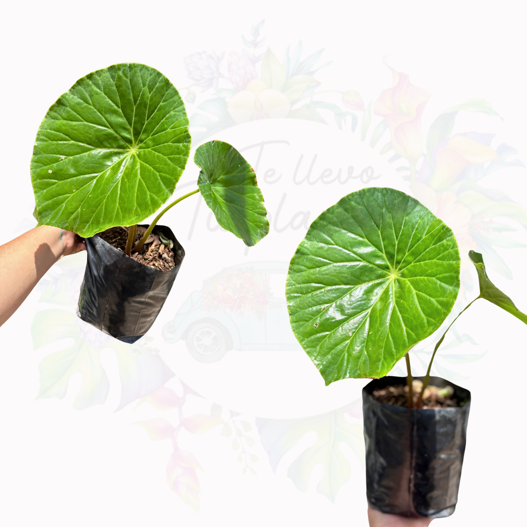 Begonia Nelumbiifolia “ 7