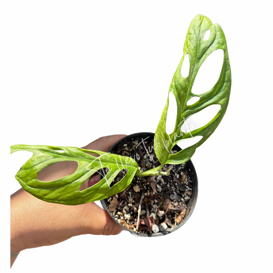 Monstera Adansonii Mint “4