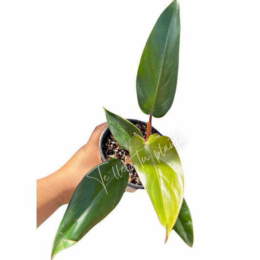 Philodendron Erubescens Red Emerald “6