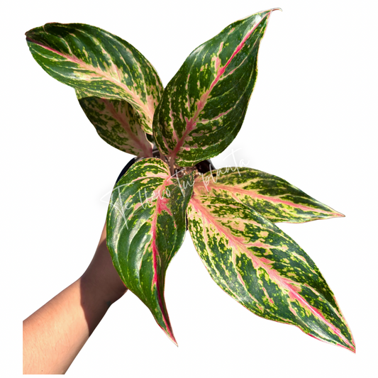 Aglaonema Pink Butterfly #5