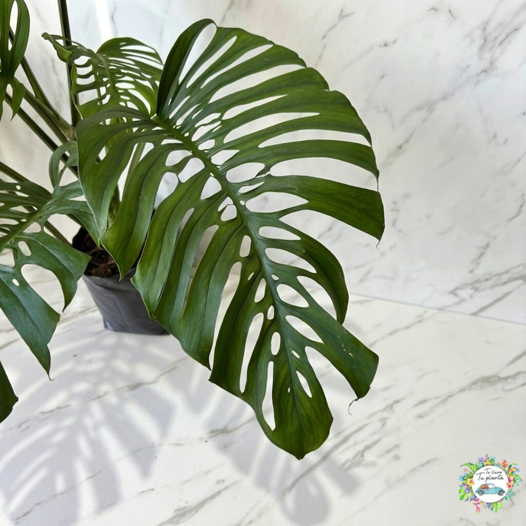 Monstera Adansonii XL “10