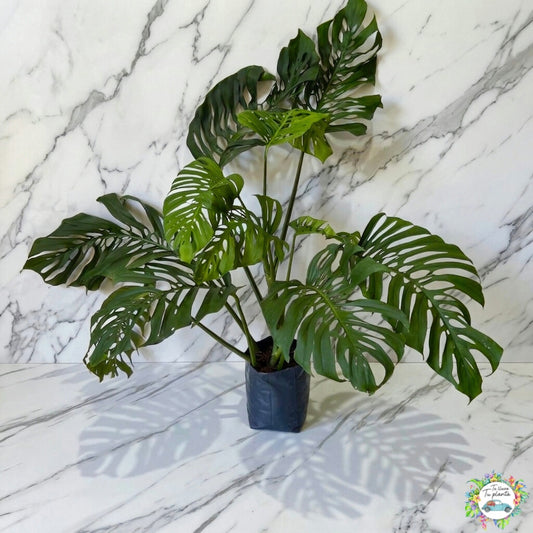 Monstera Adansonii XL “10