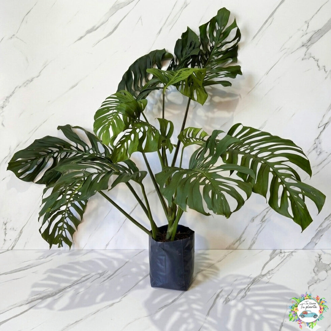 Monstera Adansonii XL “10