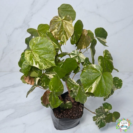 Hibiscus Tilleaceus Variegada (Majagua Arcoíris)