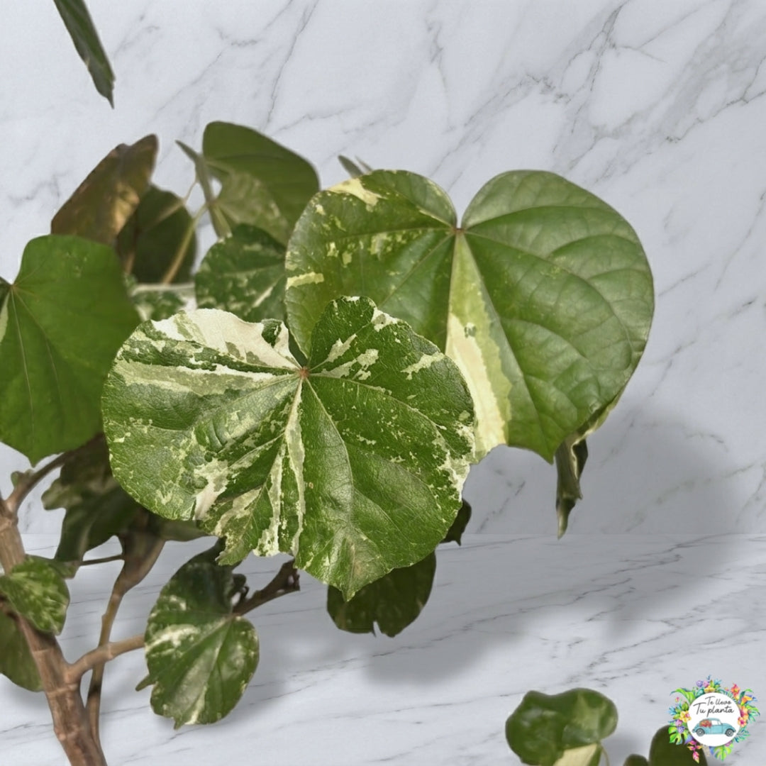 Hibiscus Tilleaceus Variegada (Majagua Arcoíris)