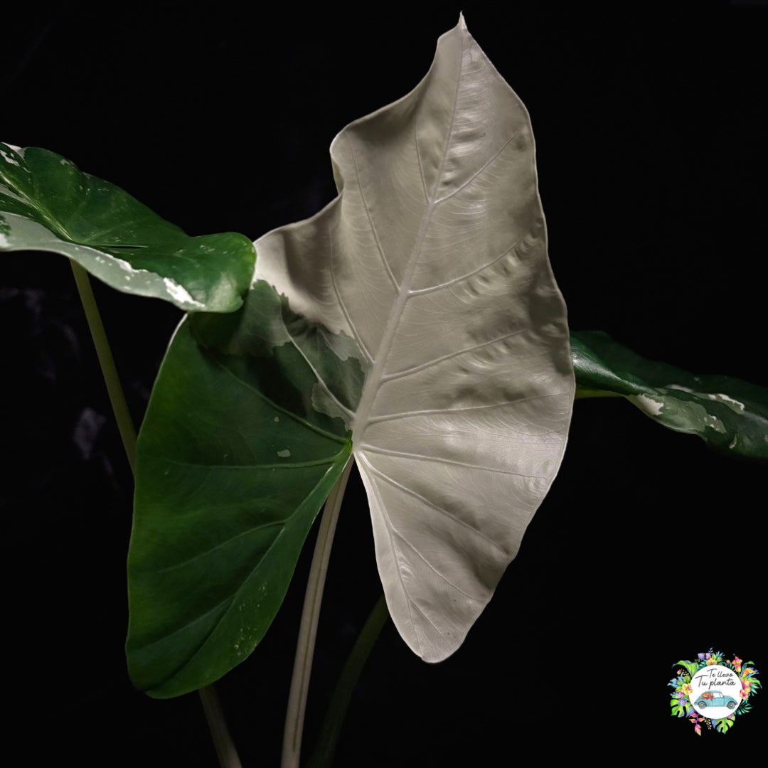 Alocasia Macrorrhiza Variegada “6