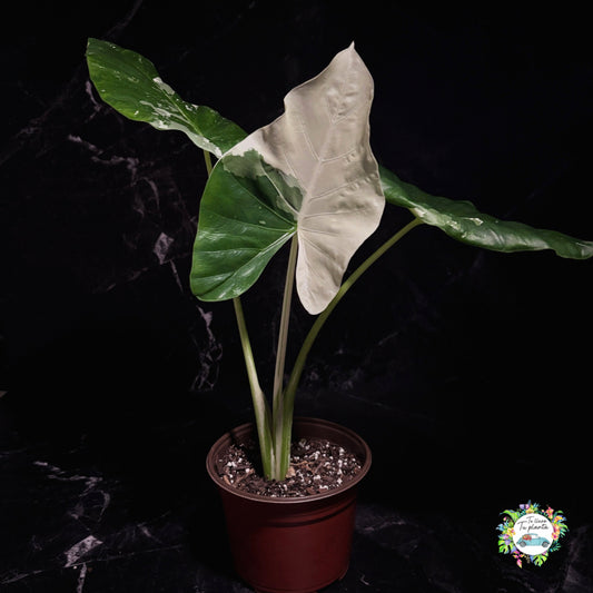 Alocasia Macrorrhiza Variegada “6