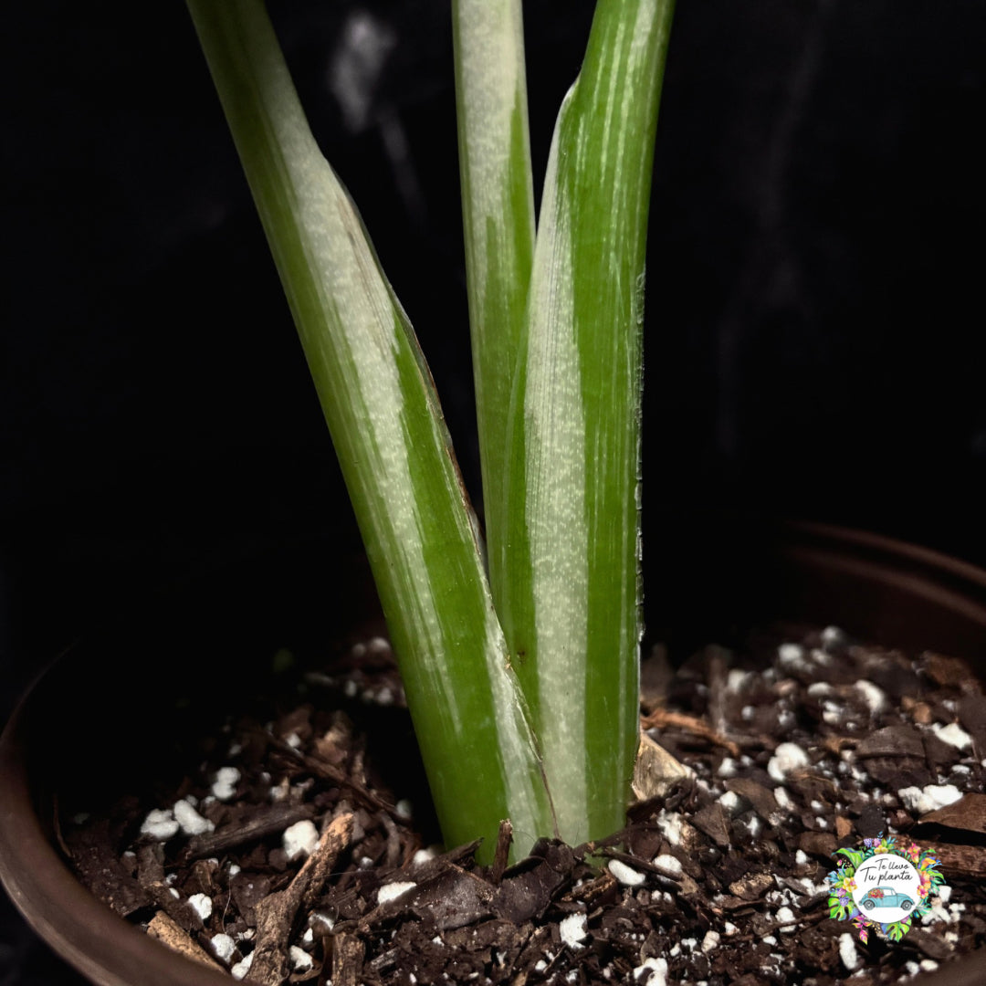 Alocasia Macrorrhiza Variegada “6
