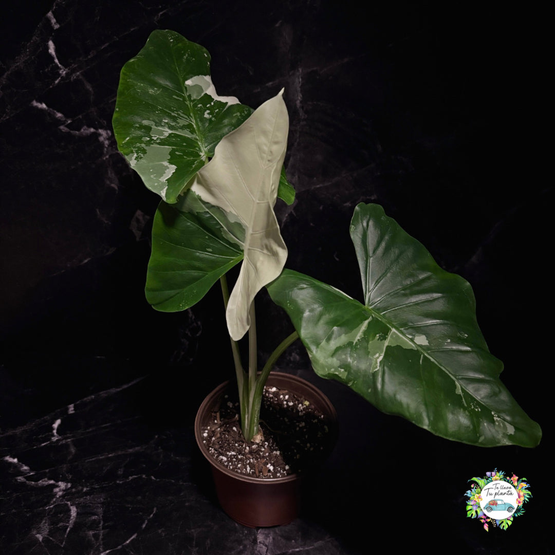 Alocasia Macrorrhiza Variegada “6