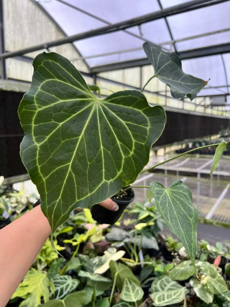 Anthurium Delta Force “4 XL